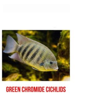 Green Chromide Cichlids