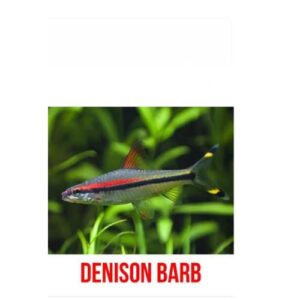 Denison Barb
