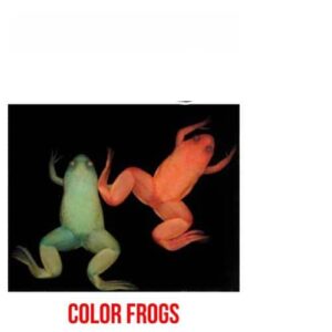 Albino Dwarf Frog