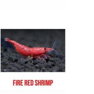 Frie Red Shrimp