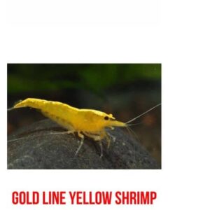 Golden Line Yellow Shrimp