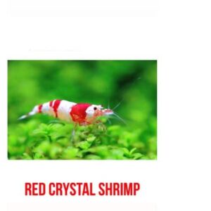 Red Crystal Shrimp