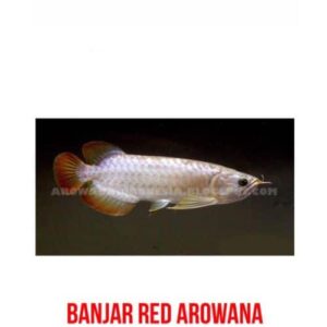 Banjar Red Arowana