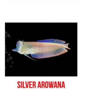 Silver Arowana