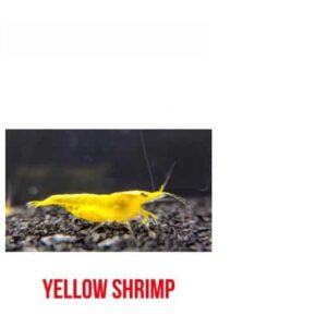 Yellow Shrimp