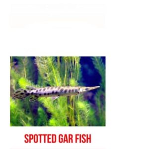 Spotted Gar Fish