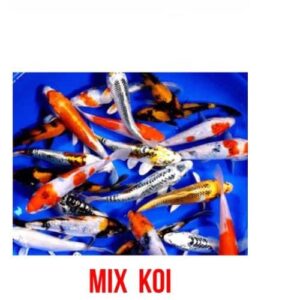 Mix Koi Fish