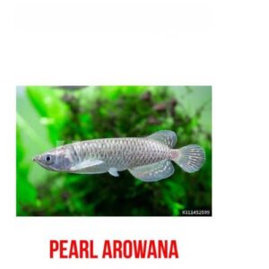 Pear Arowana
