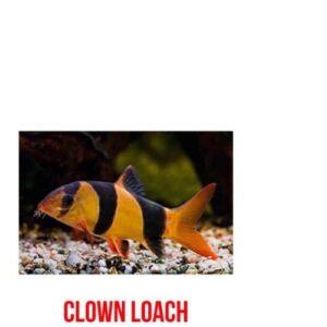 Clown Loach