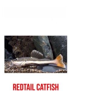 Red Tail Catfish
