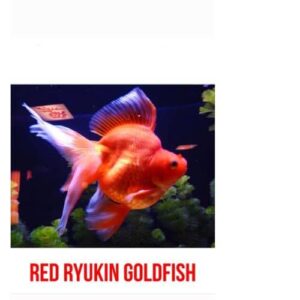 Red Ryukin Goldfish
