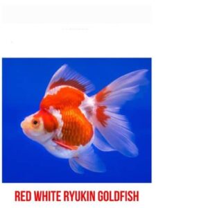 Red White Ryukin GoldFish