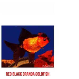 Red Black Oranda Goldfish