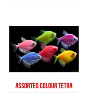 Assorted Coloured Tetra
