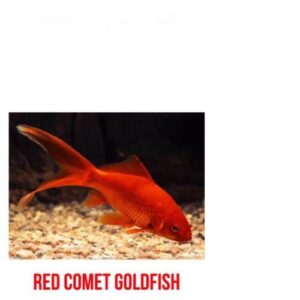 Red Comet Goldfish