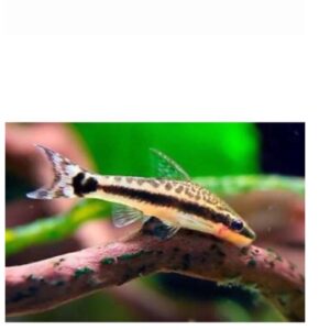Otocinclus Affinis Catfish