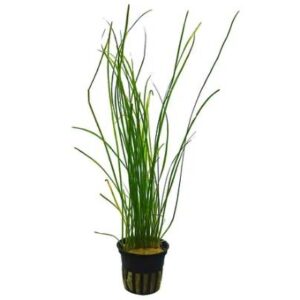 Valisneria Nana