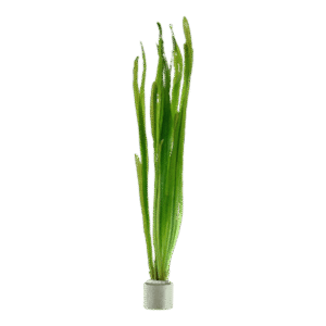 Valisneriya Americana -Aquatic plant