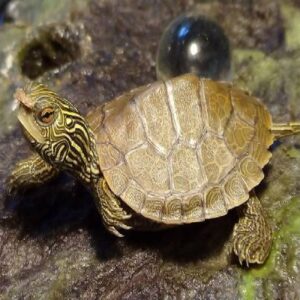Water Turtle Small