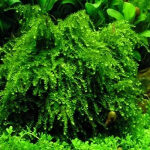 Weeping Moss