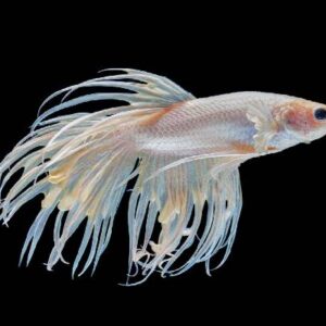 White Crown Tail Betta