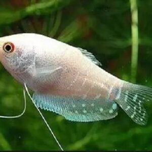 White Gourami 5Cm