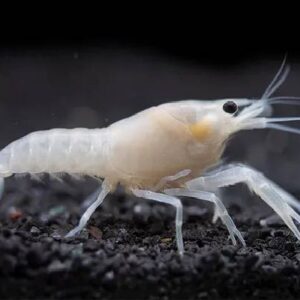 White Lobster 4.5Cm