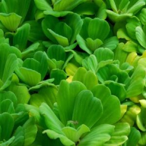 Water Lettuce