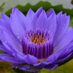 Water Lilly (Violet) in Pot