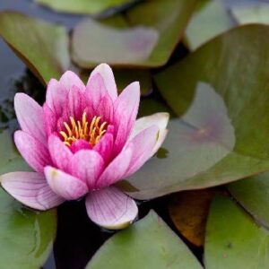 Water Lilly (rose) in Pot
