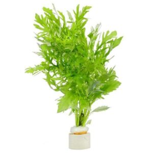 Water Wisteria - Hygrophila Difformis - Aquatic plant