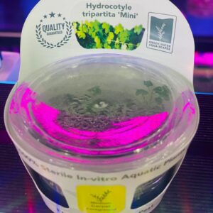 Hydrocotyle tripartita ‘Mini’ GWA
