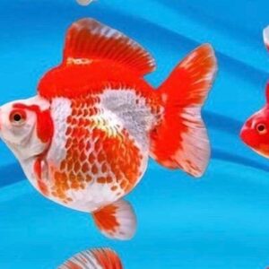Red&White Ryukin Gold Fish 7Cm
