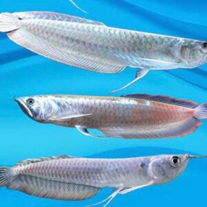 Silver Arowana 16Cm
