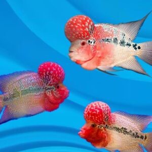 Flower Horn 11Cm
