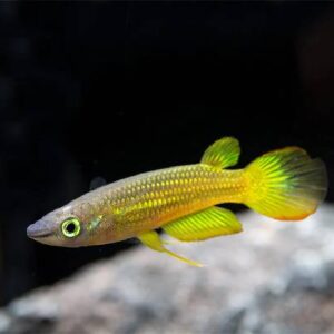 Yellow Panchax 6Cm