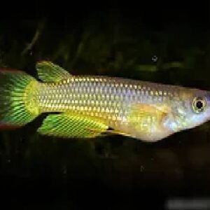 Yellow Panchax 6Cm