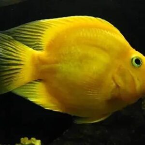 Yellow Parrot Fish 7Cm