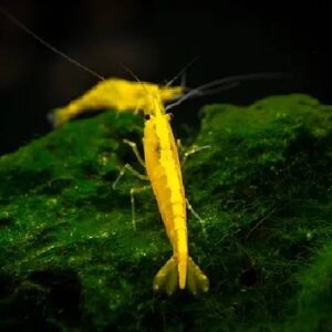 Yellow Shrimps 1.5Cm