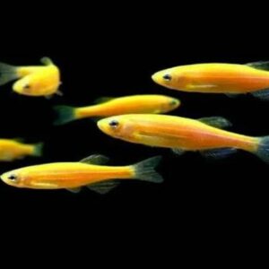 Yellow Zebra Danio 2.5Cm