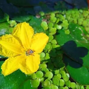 Yellow Nayambal