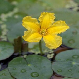 Yellow Nayambal