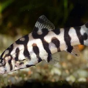 Yoyo Loach 4Cm