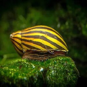Zebra Snail 2Cm