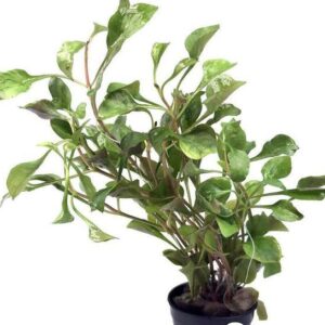 alternanthera Bettzickirana Red -Aquatic plant