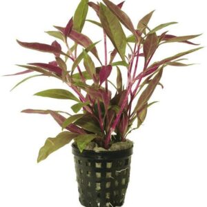 Alternanthera Rosaefolia-Aquatic plant