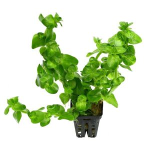 Bacopa Lanigera Variegata -Aquatic plant