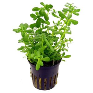 Water Hyssop - Bacopa Monnieri - Aquatic plant