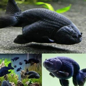 Ranchu Lion Head Black 5Cm