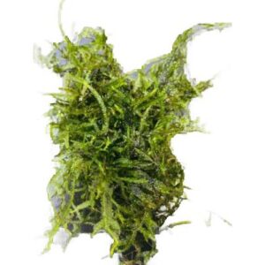 Christmas moss - Aquatic plant